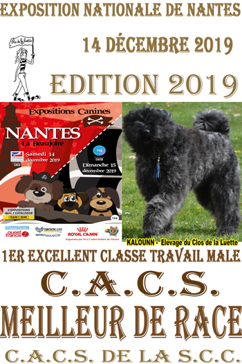 KALOUNN Elevage du Clos de la Luette MEILLEUR DE RACE NANTES 2019 COPYRIGHT